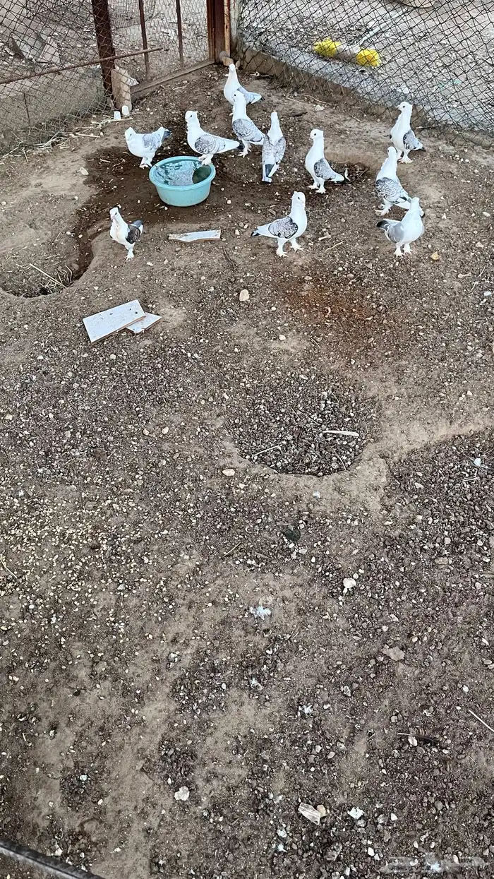 حمام حب رمان للبيع 2