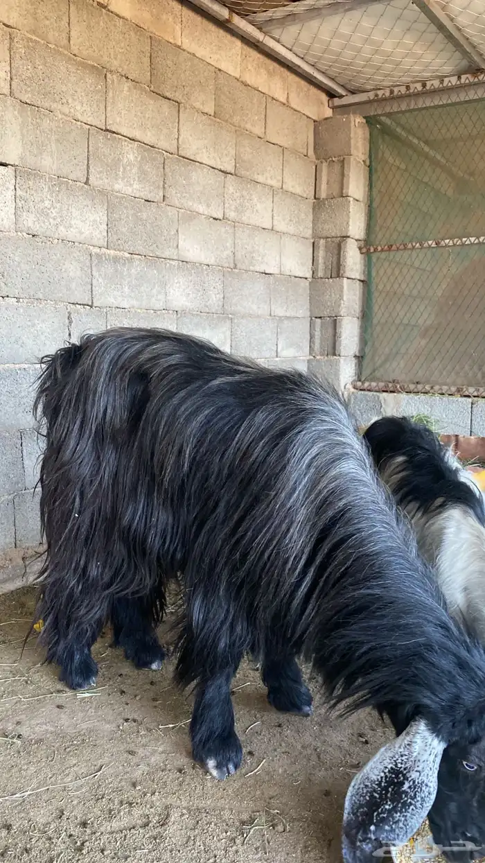 تيس فحل صنف حار شرط القريع 0