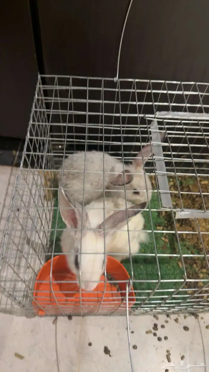 ارانب للبيع 0