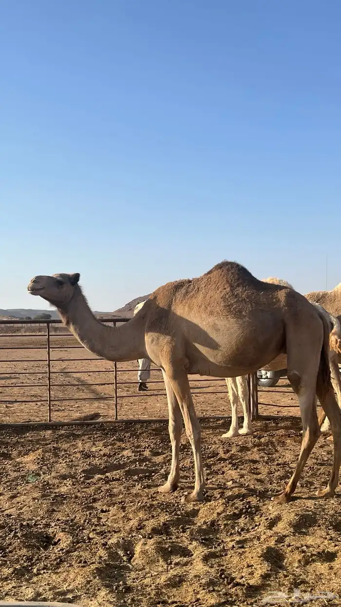 نياق للبيع 1