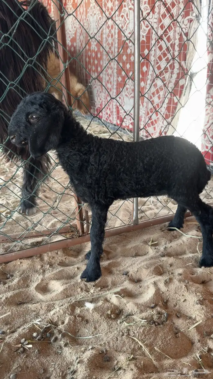 رغوث عربيه تحته رخله كفوو 0