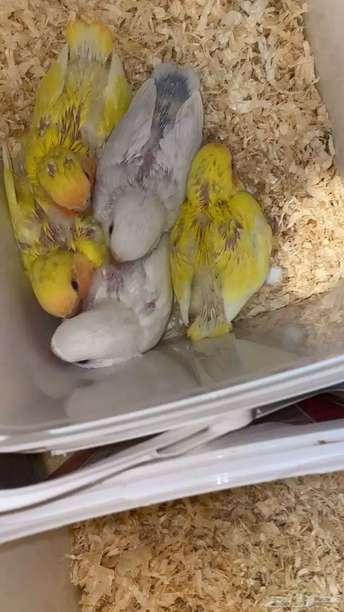 فروخ روز واسعار مميزه 1