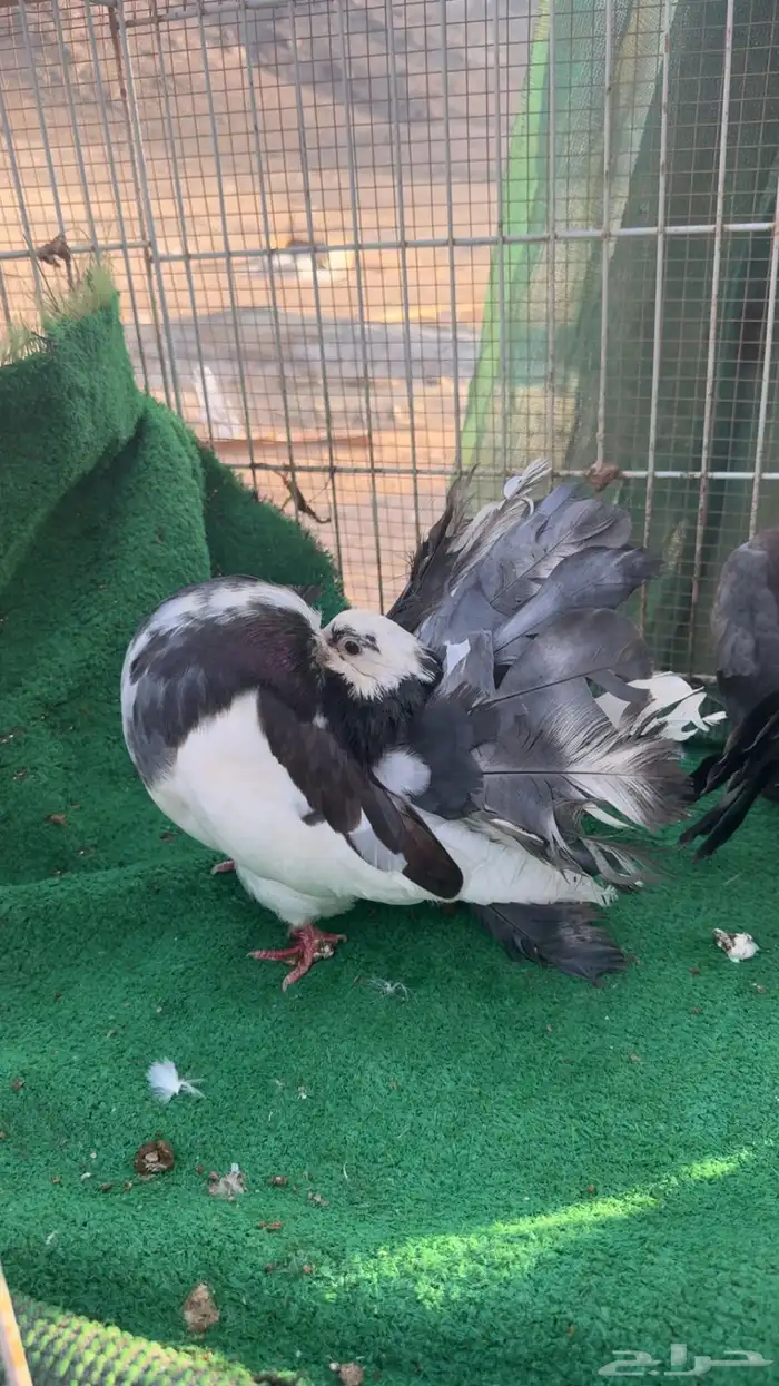 رقاص هولندي فناتيل 0