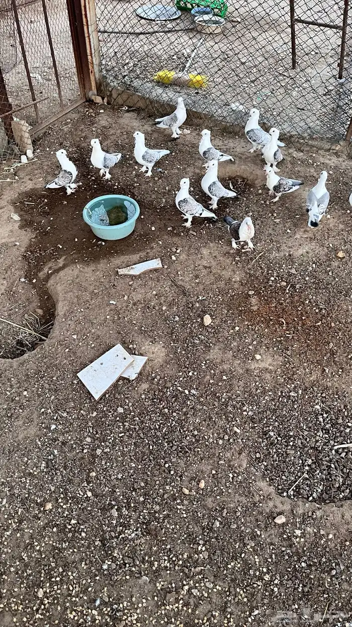 حمام حب رمان للبيع 0