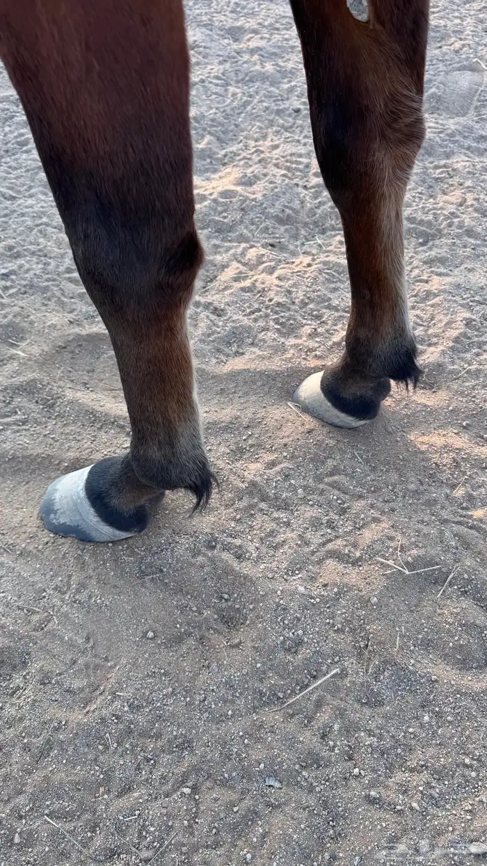 حصان عربي واهو 8