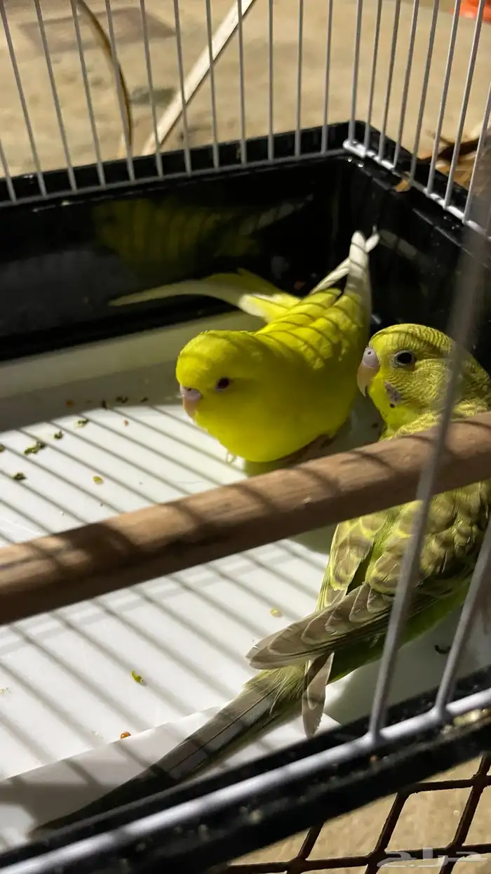 زوج بادجي 14