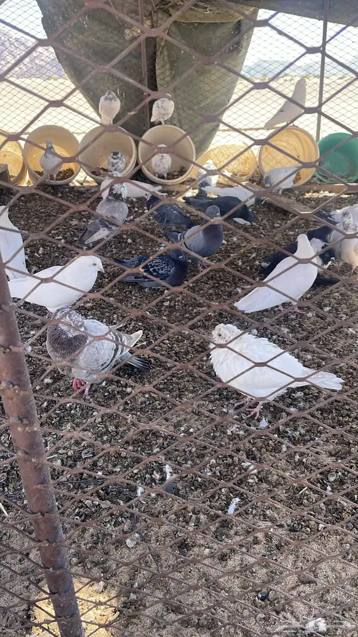 حمام جوز 10 0