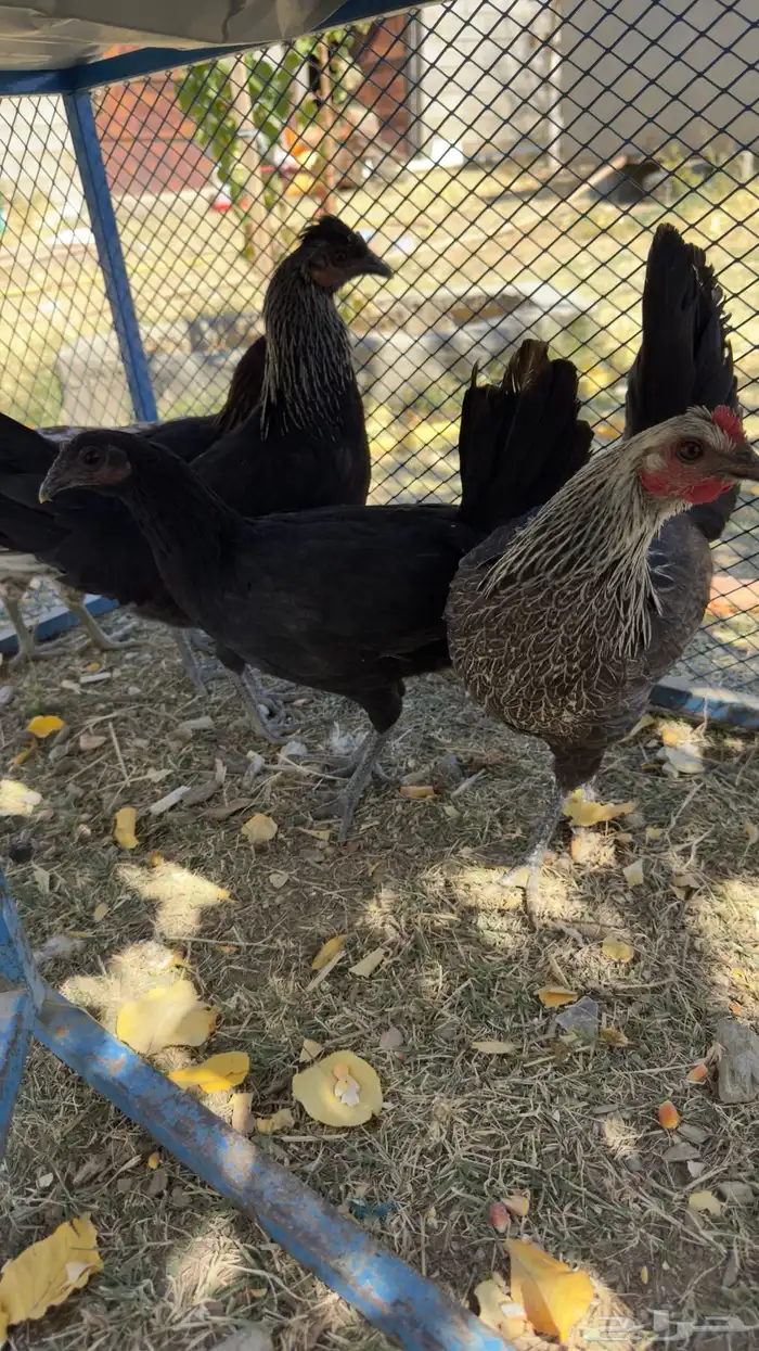 دجاجات 2
