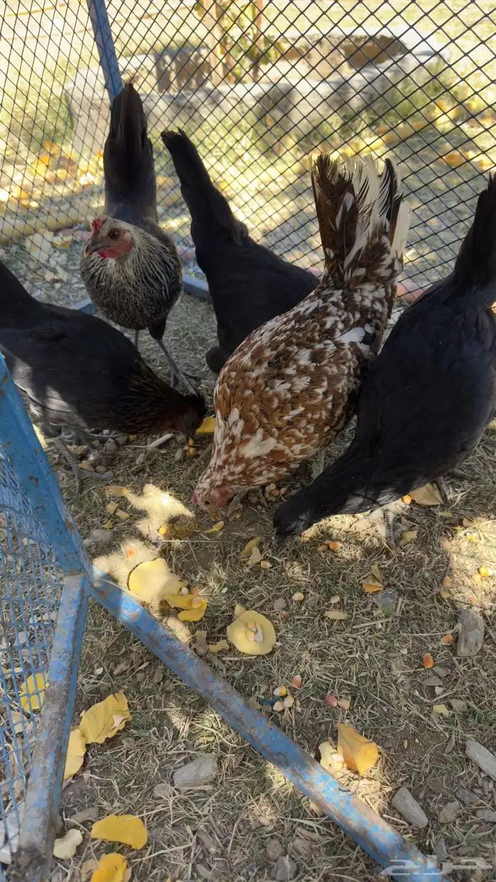 دجاجات 1
