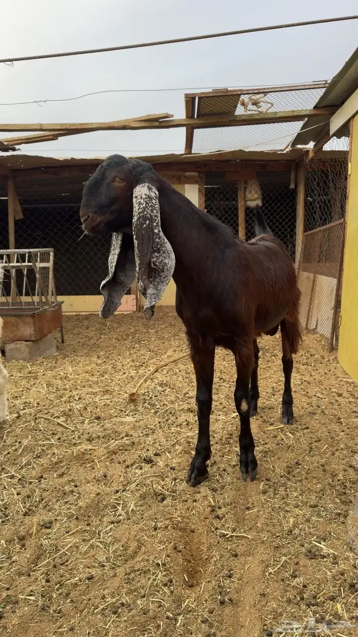 تيوس هولنديه 2