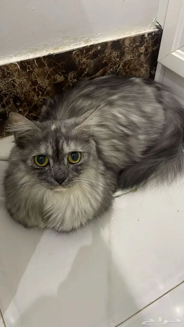 انثى للتبني طالبه تزاوج 0