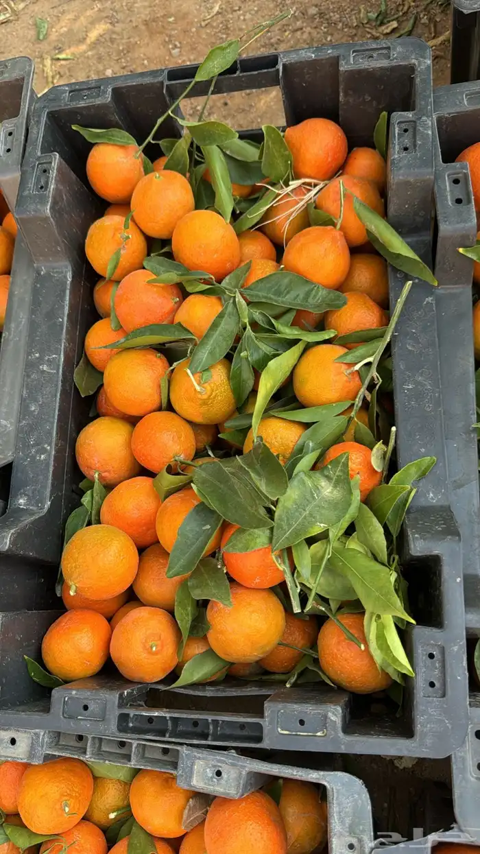 يوسفي حايل 0