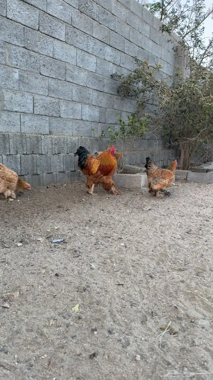 دجاج براهما 0