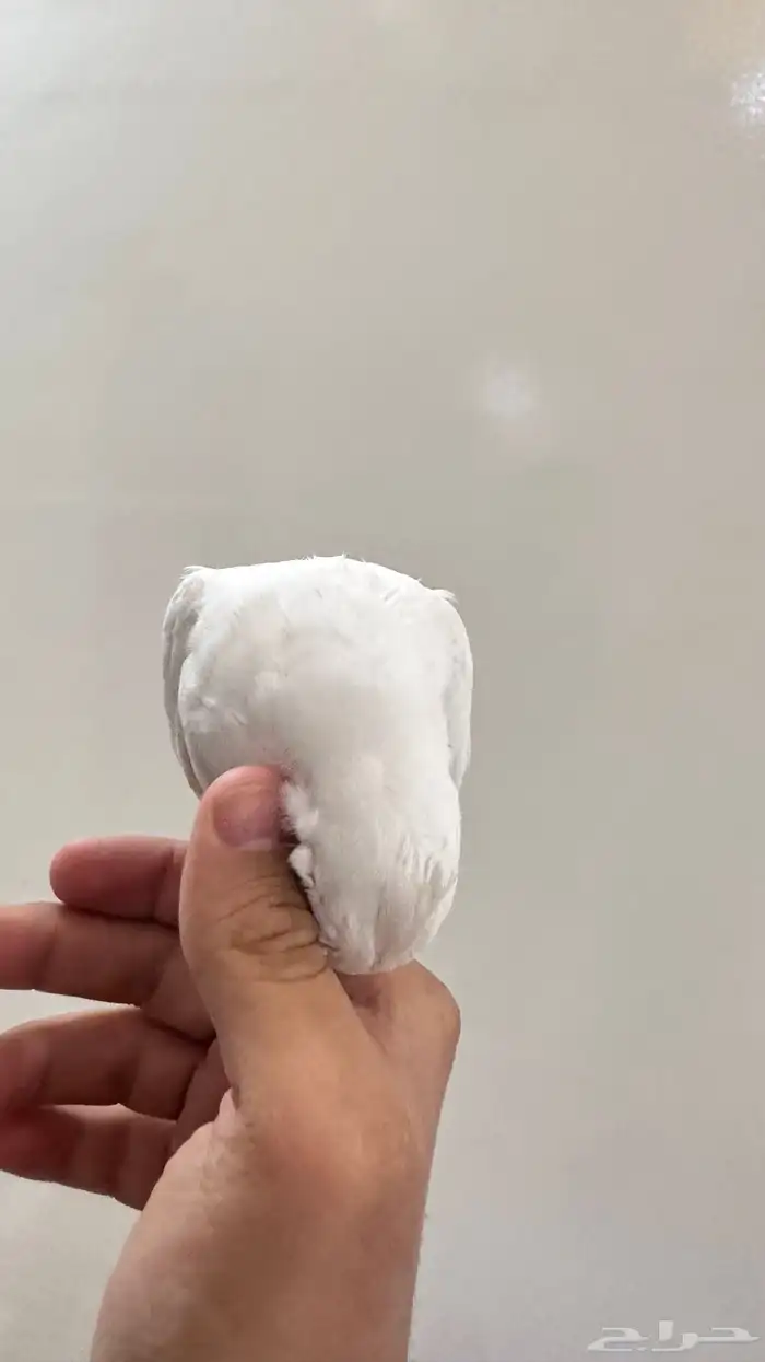 كروان هدد داخلي وبدايات خارجي بينو السوم 350 والبيع قريب 5