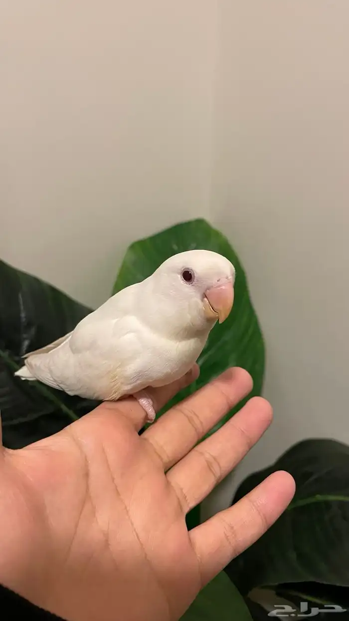 فرخ روز ألبينو عيون حمر نهاية غر هدد نشبة وولافة 0