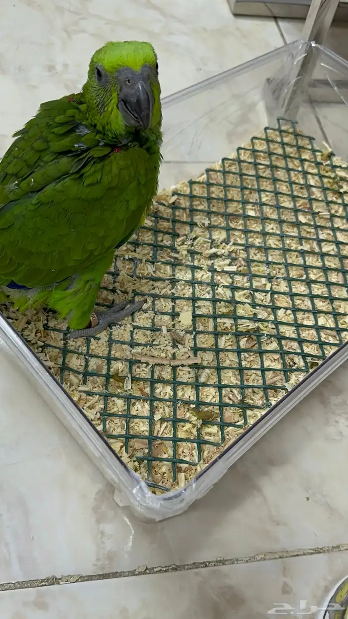 فرخ يلوناب بيور 10