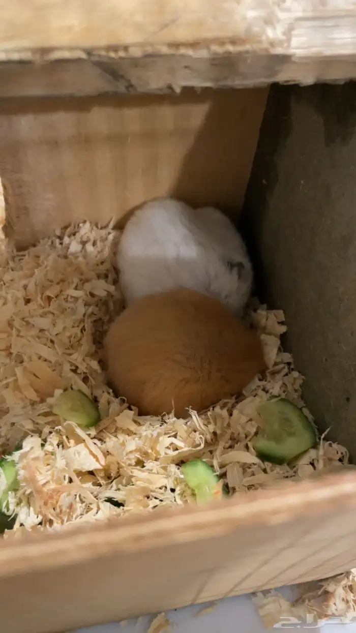 زوج هامستر نوع سوري عمر صغير 4