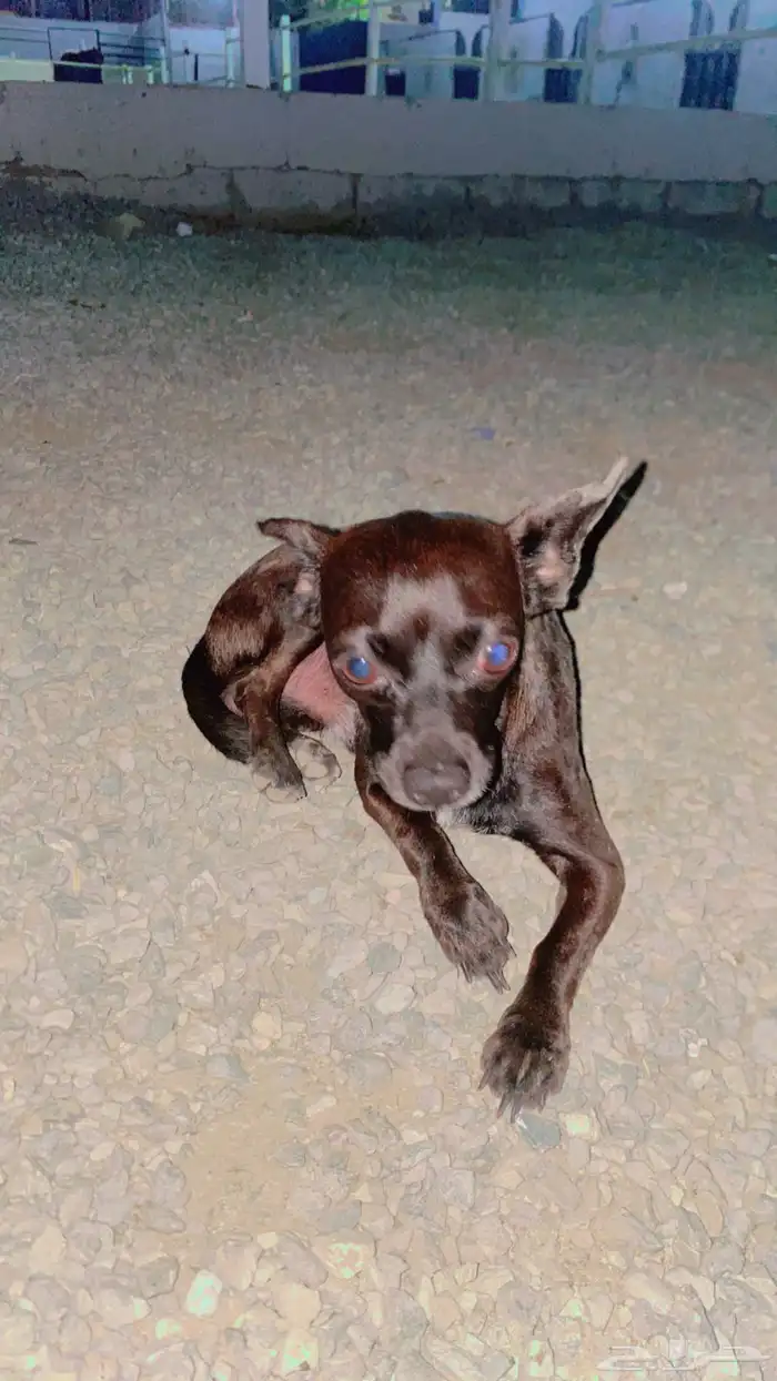 كلب شيواوا قزم جدا 5