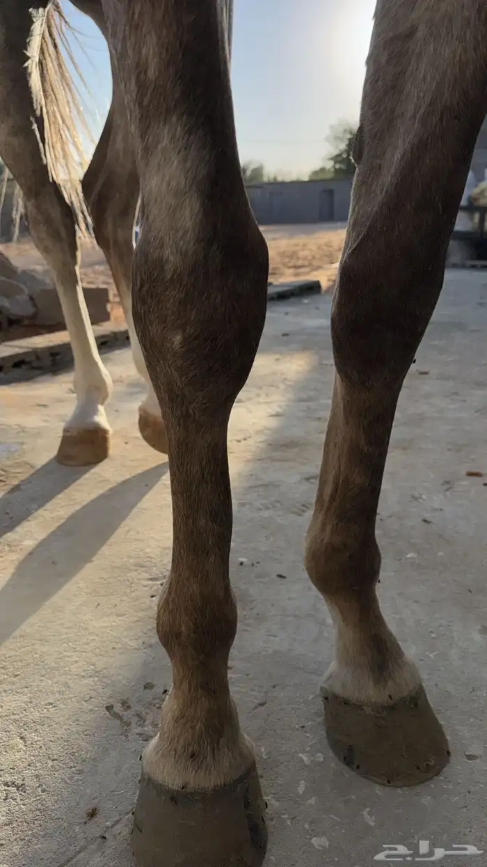 حصان صرعة عربي اصيل ابن مستند الخالدية 20