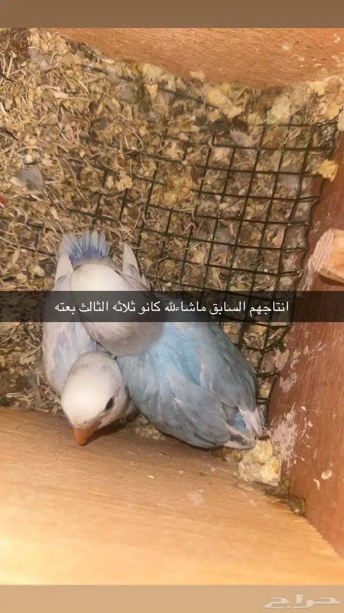 روز منتج ثاني بطن عندي وعندي صور ل 4