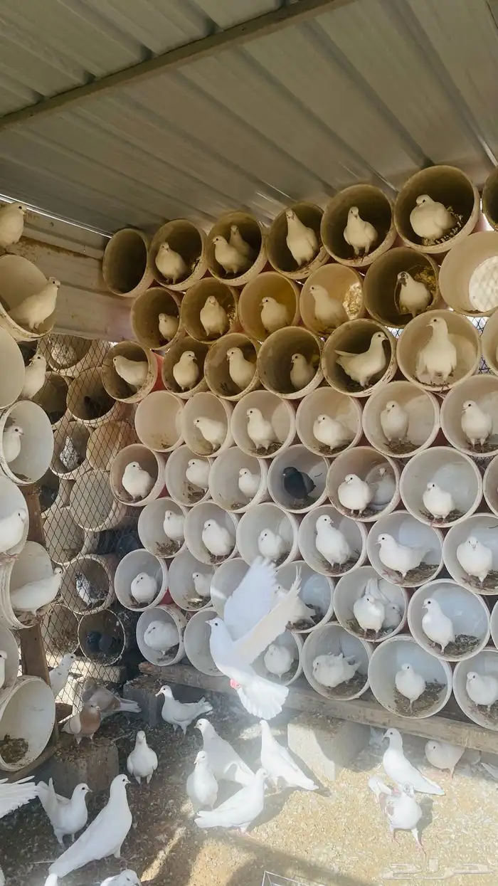 حمام فرنسي متوالف الأغلب نظيف ومطعم 2