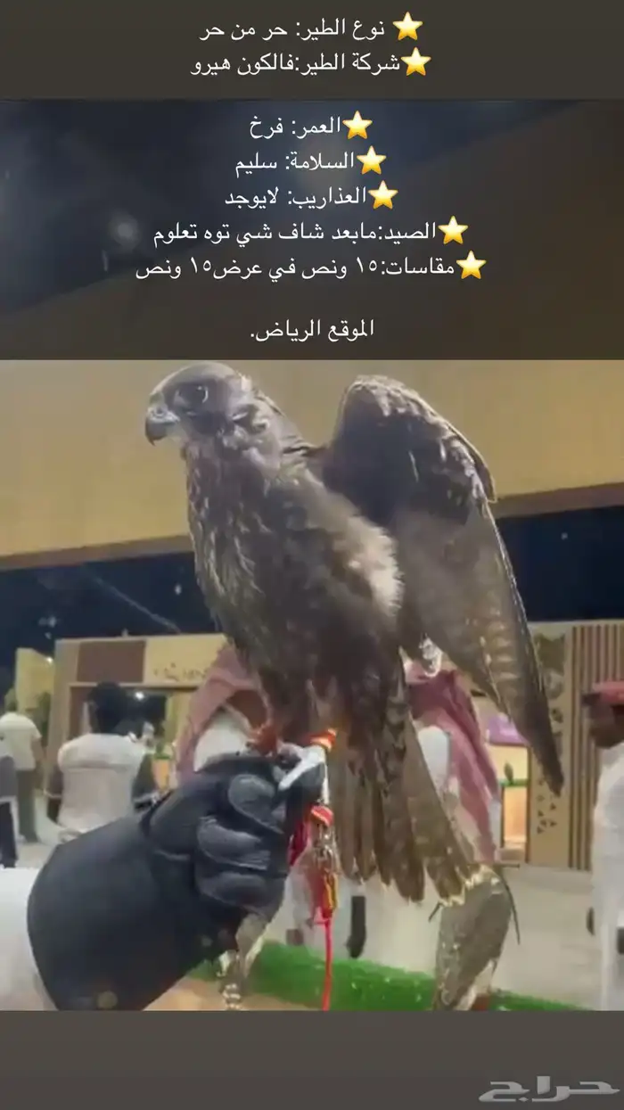 حر من حر طير طيب بالحيل 0