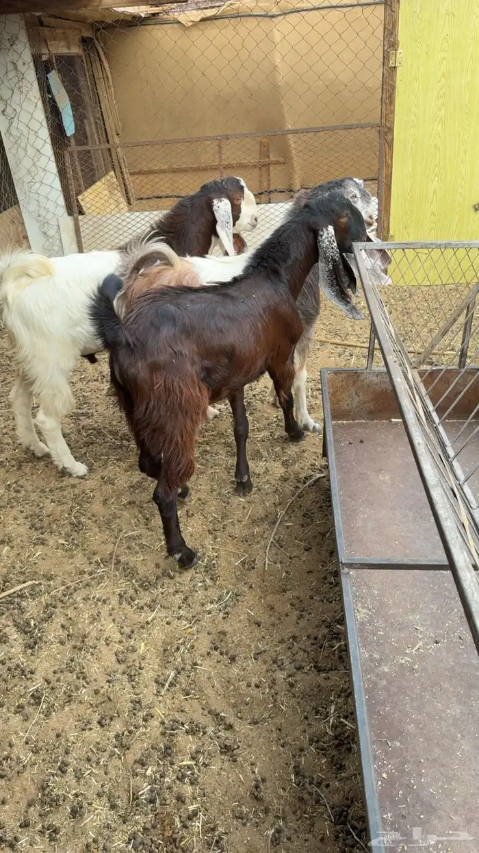 تيوس هولنديه 3