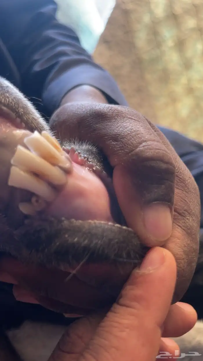 معزا عوارض متابيع 5 تحتها 10 3