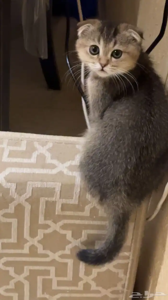 قطط سكوتش فولد للبيع 1