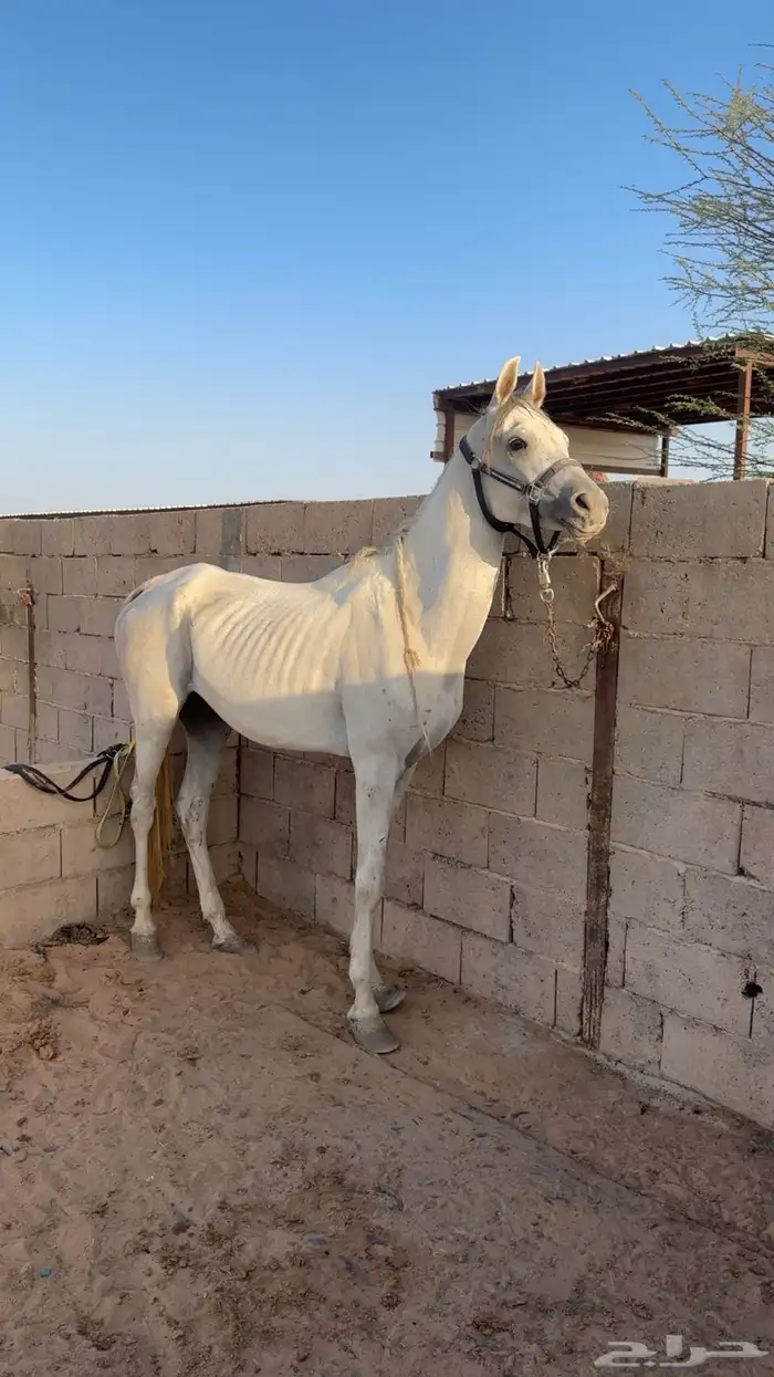 حصان واهو ورق العمر 3سنين السلامه شرط 0