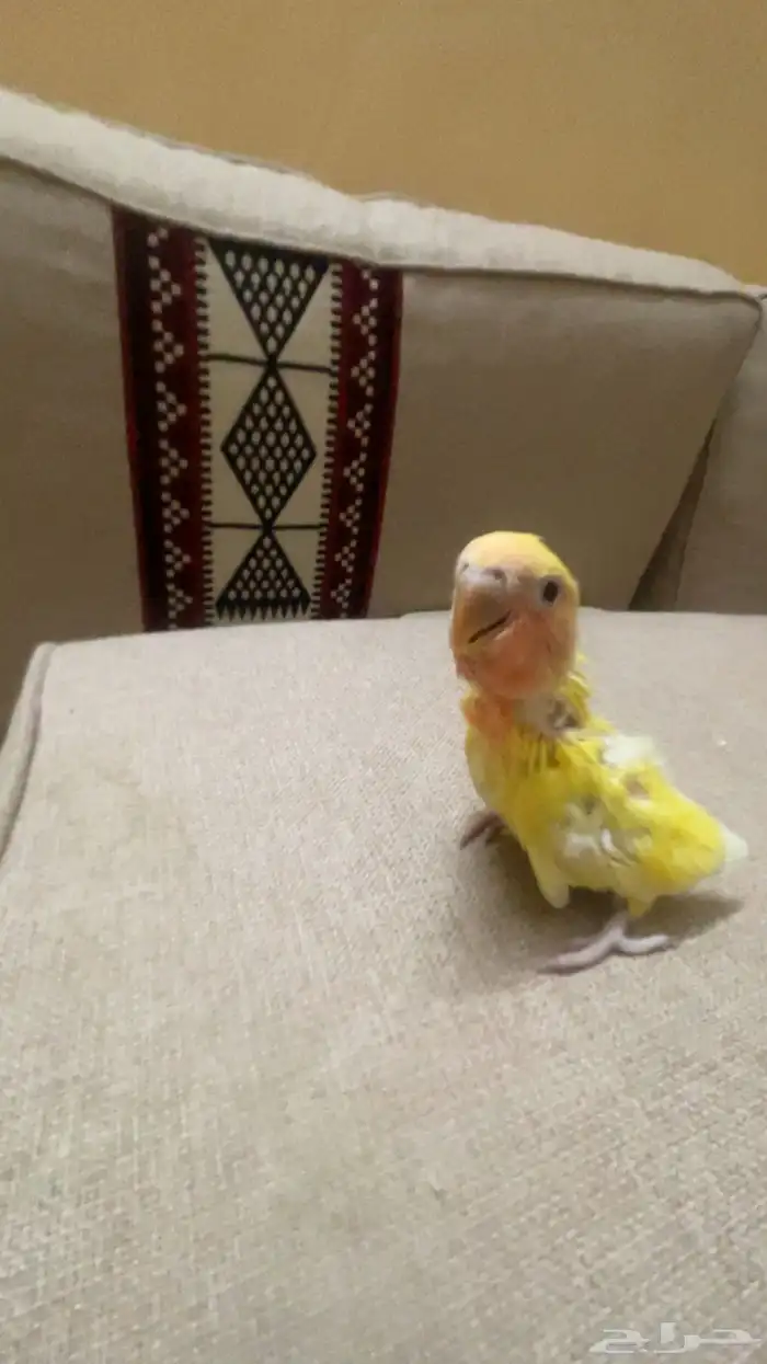 فروخ روز واسعار مميزه 3