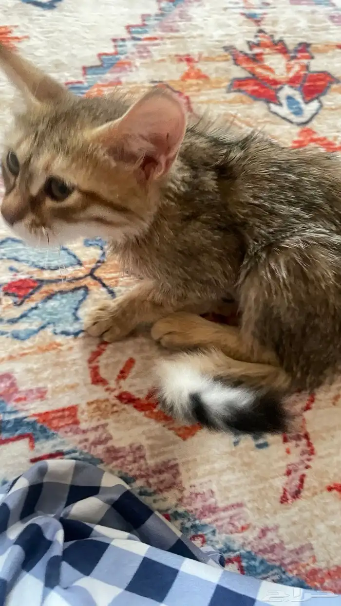 قطه صغيره 2