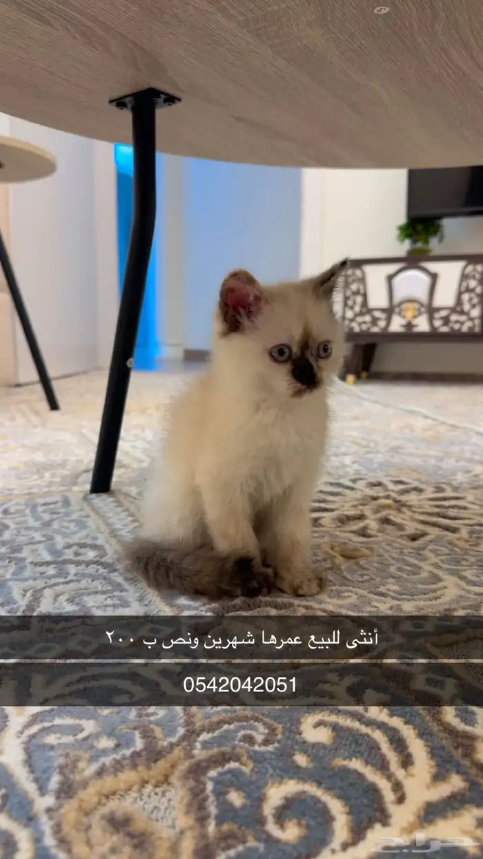 قطط صغيره للبيع 1