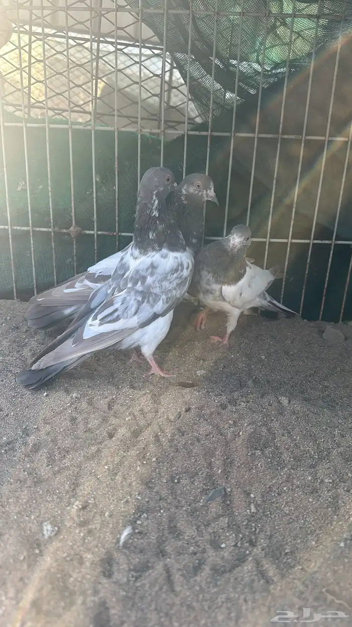 حمام تيدي بيور للبيع 11