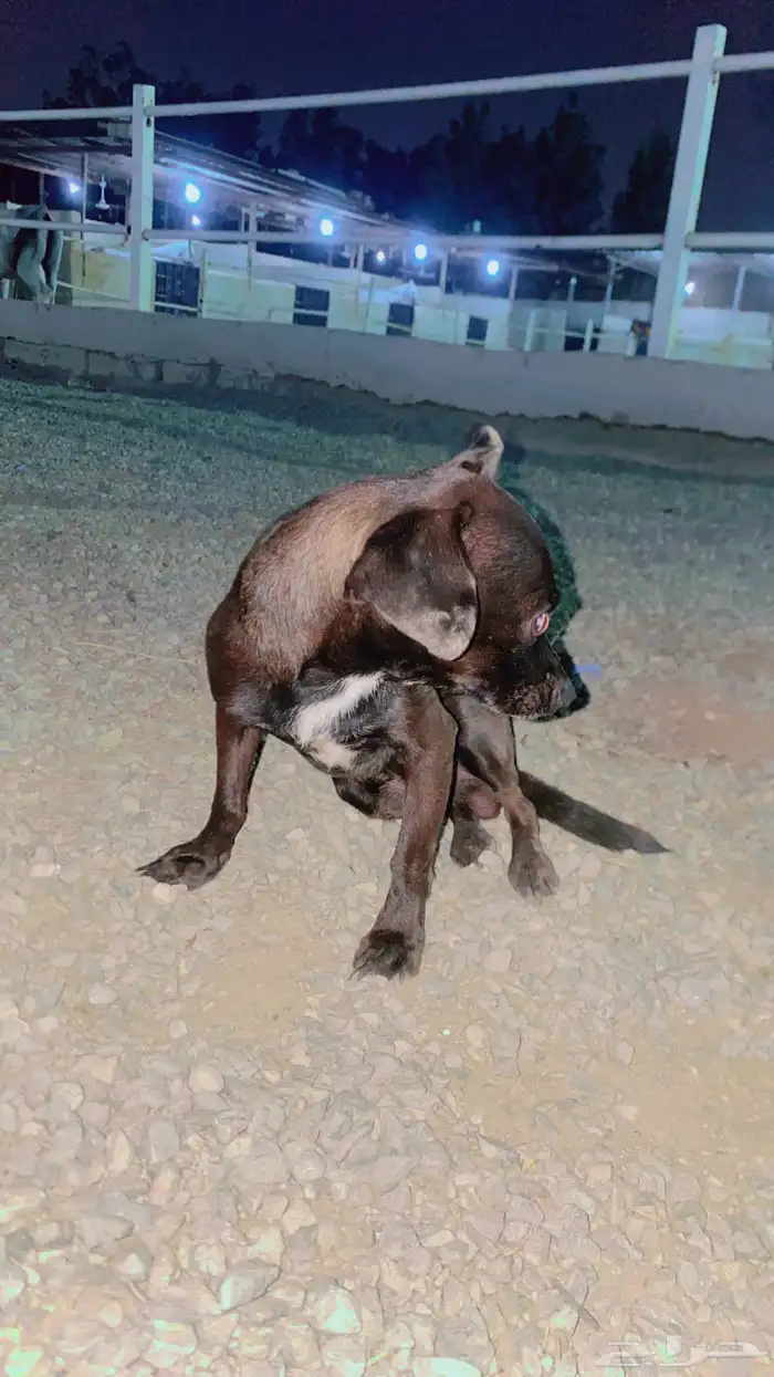 كلب شيواوا قزم جدا 3