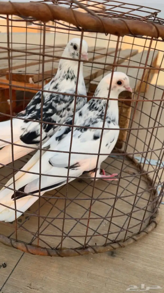 حمام قطيفي 0