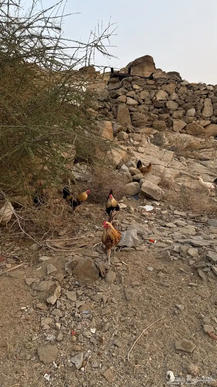 ديوكة بلدي 7