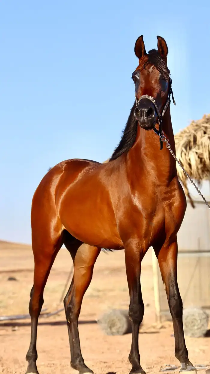 حصان واهو للبيع 4