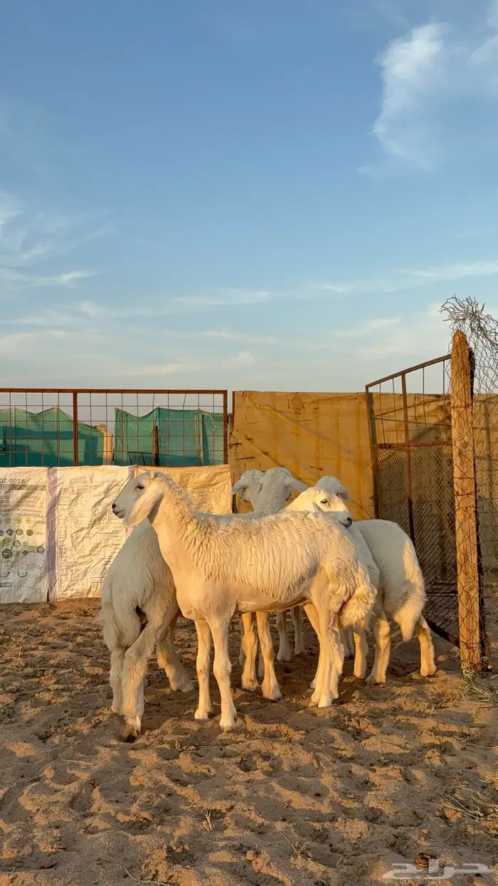 رخال نوادر صنف 2