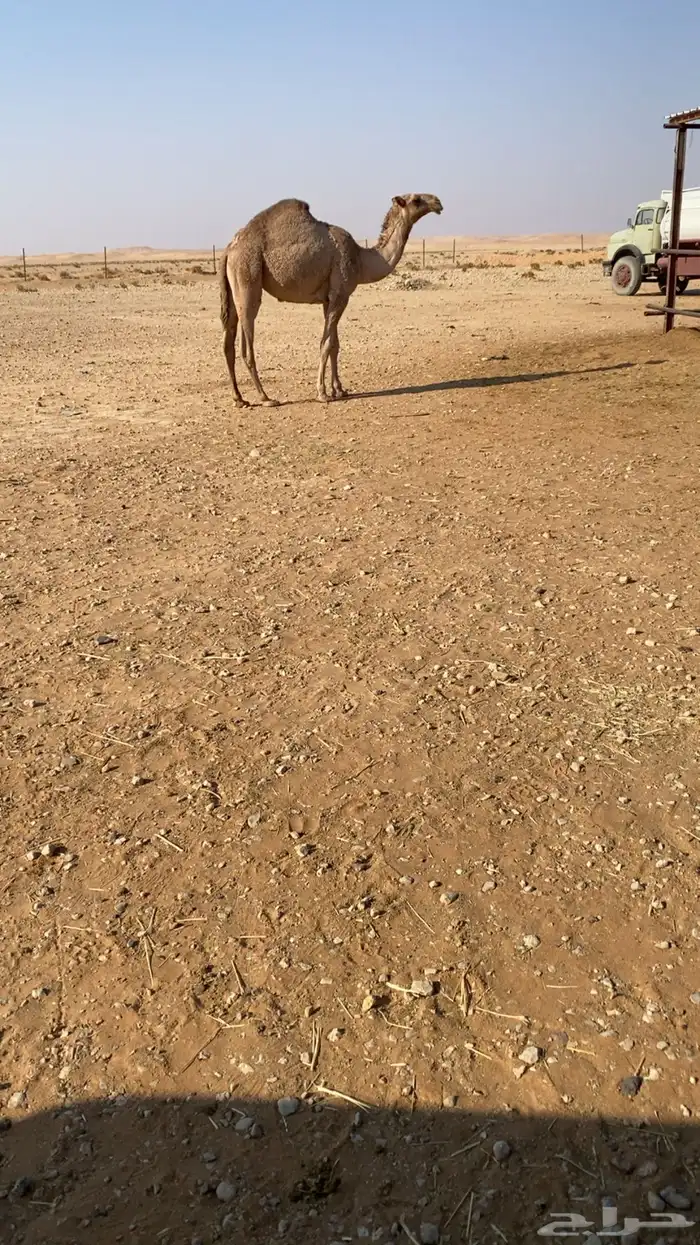 مفروده دبيانية 1