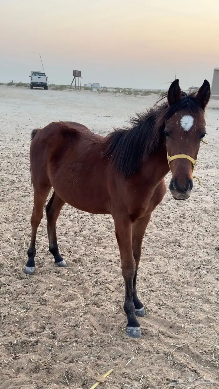 مهر شعبي للبيع 0