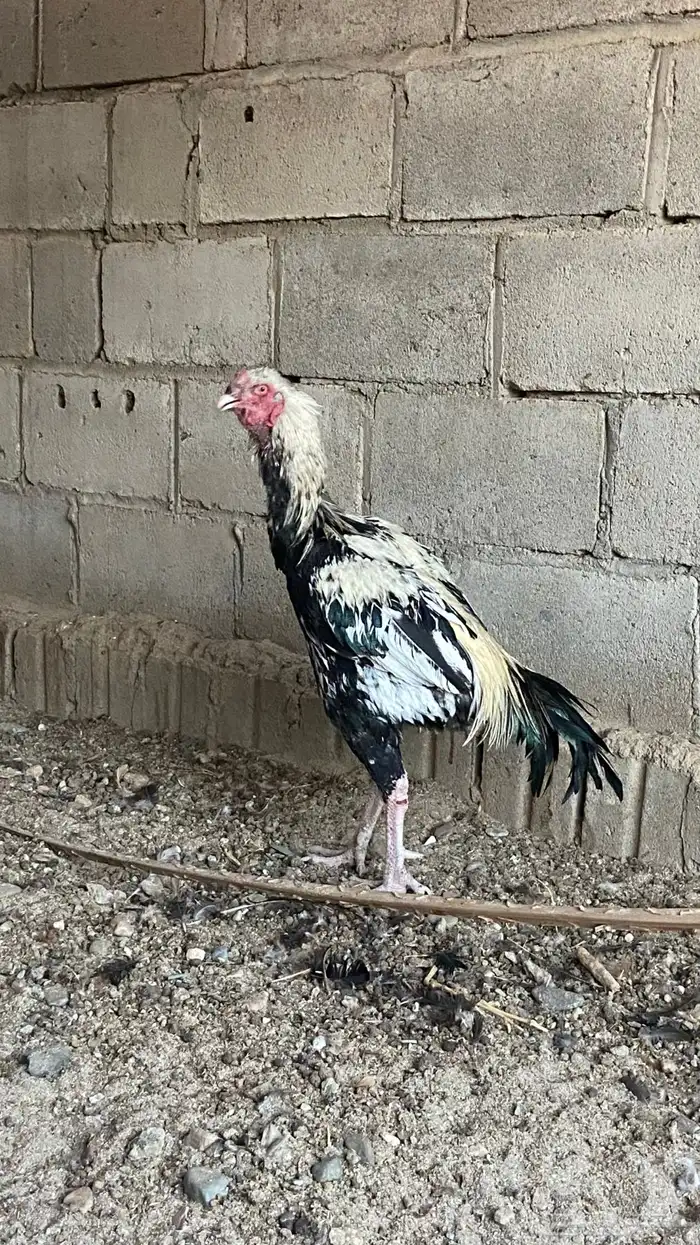 للبيع ديك باكستاني 0