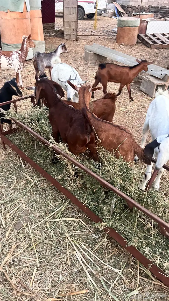 بهم بلدي تربيه 3