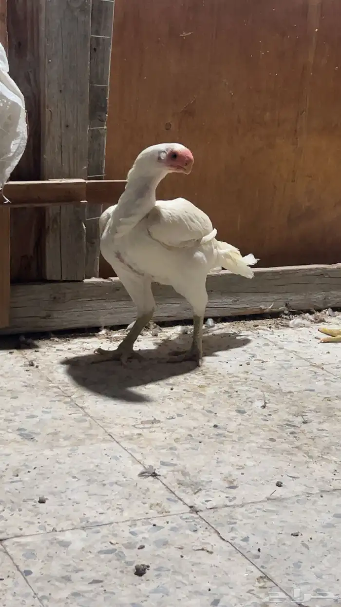 جوز اذناب الهند نوادر فاخر جدا ماشاءالله تبارك الرحمن 6