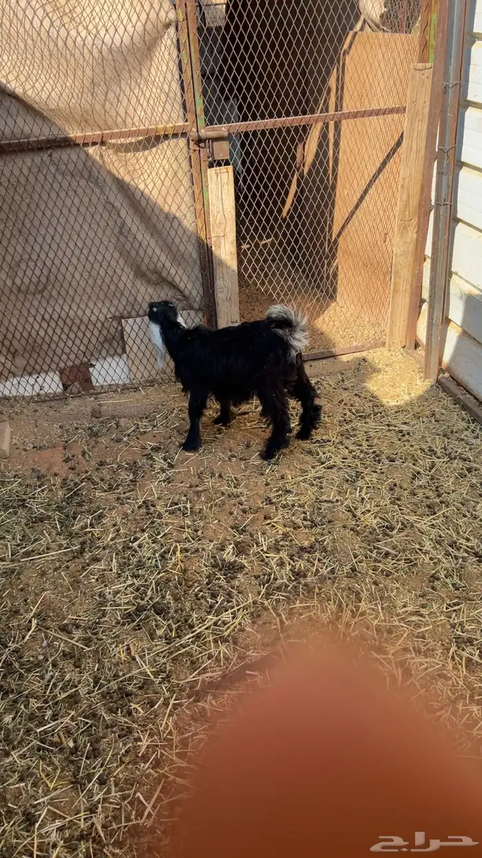 جفره مندي شهرين 1