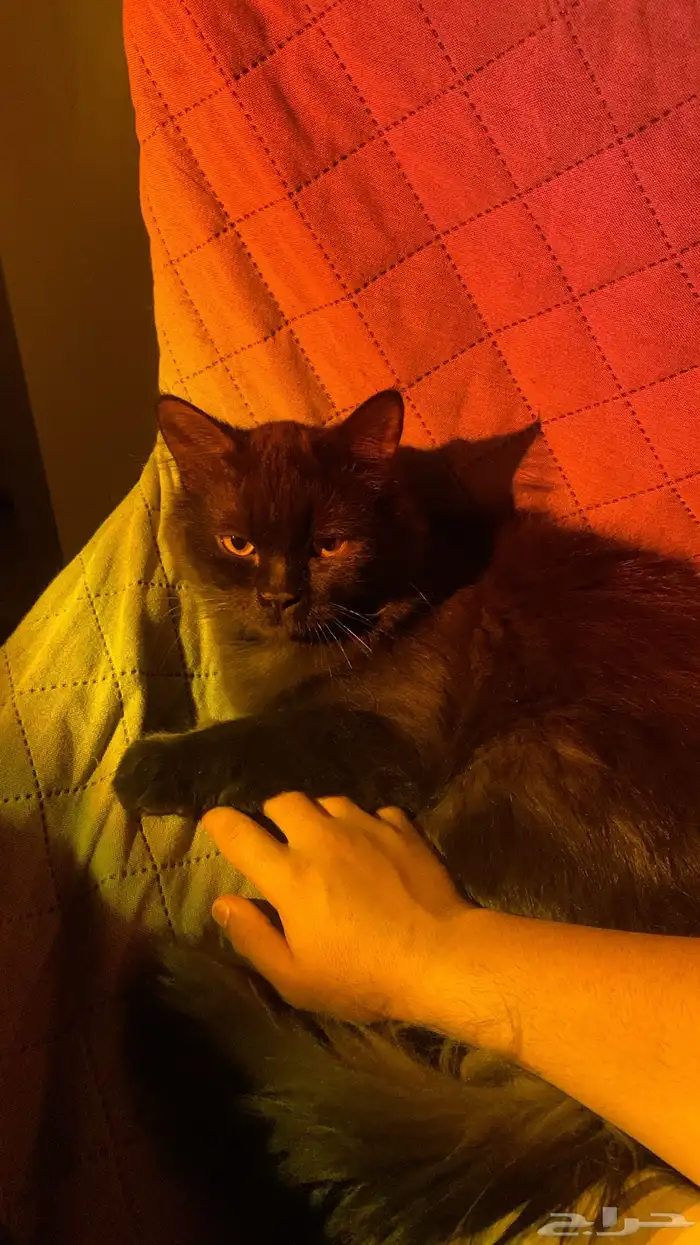 قط شيرازي اسود عمرها سنه هادي لعوب (للتبني) 2