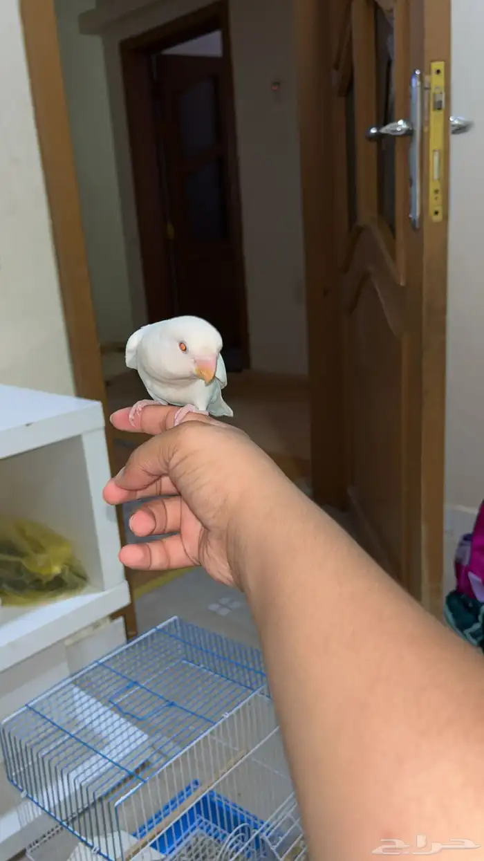 روز البينو عيون حمر سوبر جامبو 1