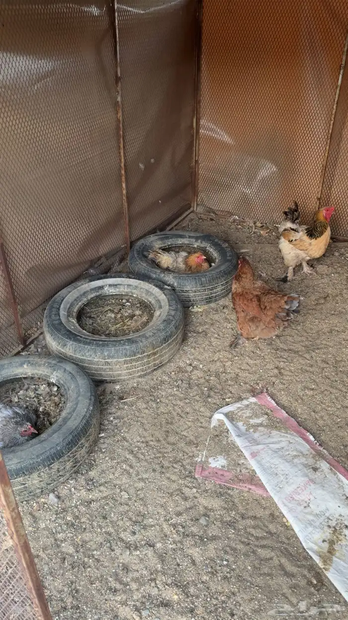 دجاج براهما 2