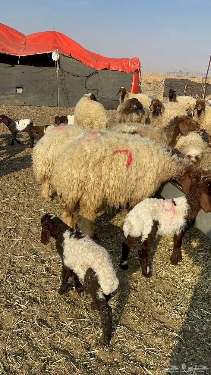 للبيع غنم نعيم مطافيل 5