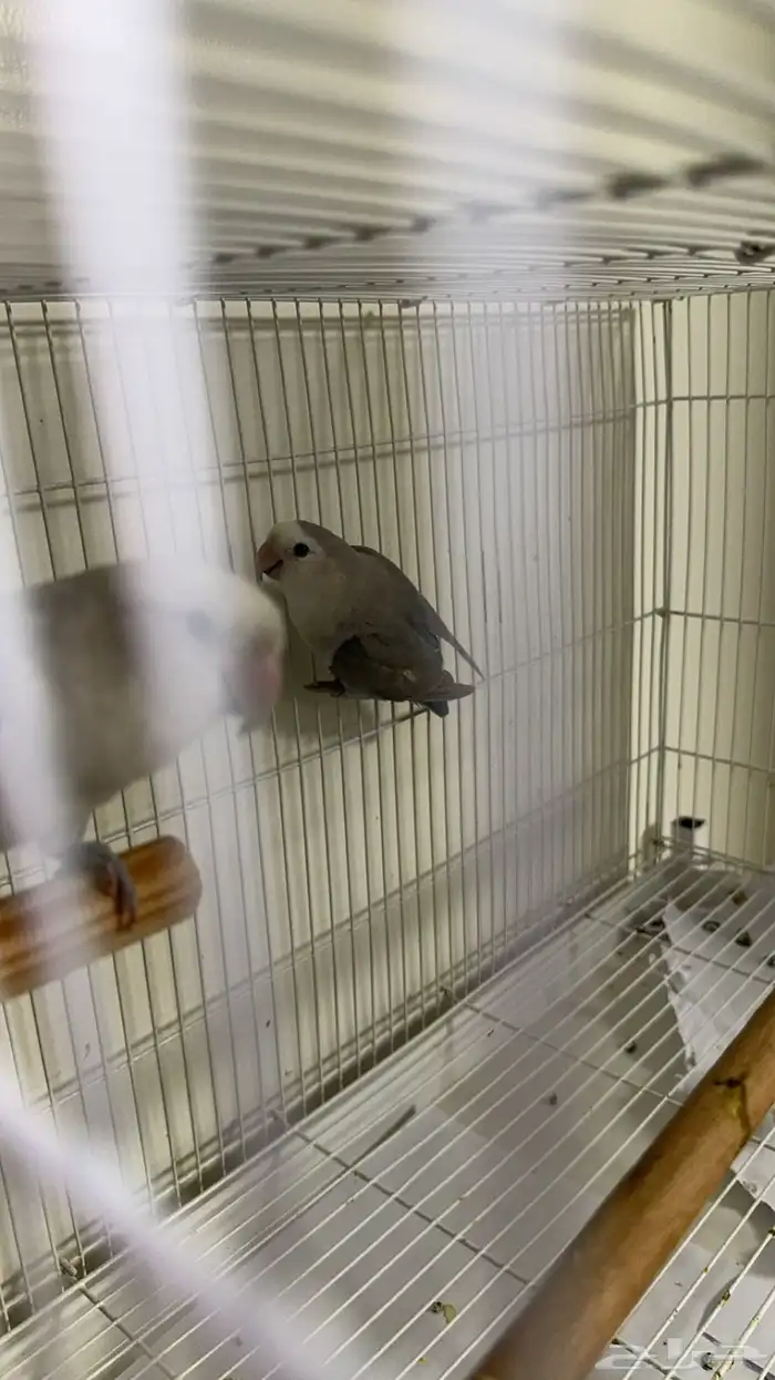 روز منتج ثاني بطن عندي وعندي صور ل 3